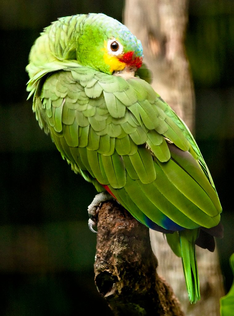 Red-Lored Amazon Parrot