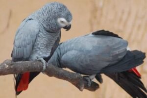African Grey Parrot Low Prices Guide 