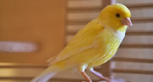 The Top Best Pet Birds