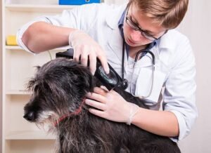 What You Need to Know About Dog Food for Pancreatitis