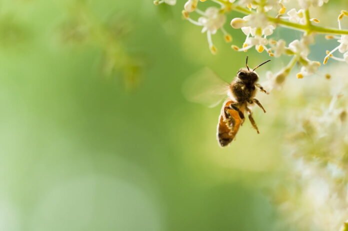 Honey bee Pest Control Services
